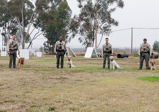 four k9 handlers with k9s outside in a park training ground.