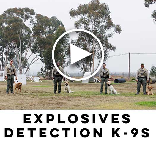 Explosive Detection k-9s with there handler with video push button.