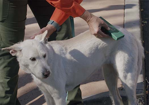 Pet Microchip Scanners