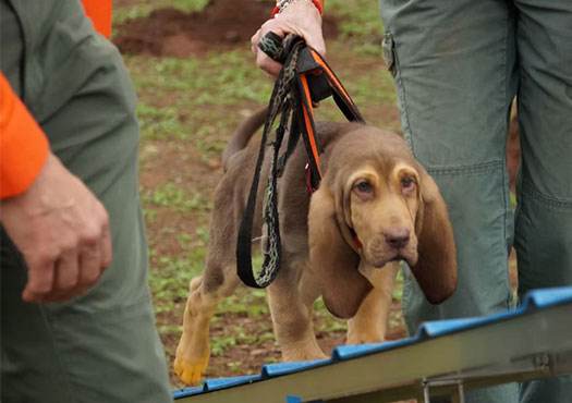 Albert-10News-Training